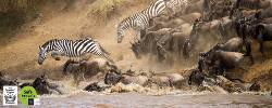 Lion World Travel