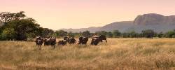 Go2Africa