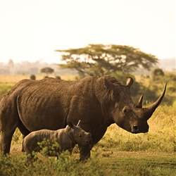 On Safari in Kenya with Nairobi (Cosmos)