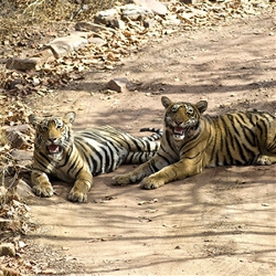 India: Land of the Taj & Tigers with Udaipur & Mumbai (Cosmos)