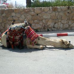 Treasures of the Balkans & Transylvania (Cosmos)