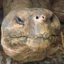 Ultimate South America with Galapagos Cruise (Cosmos)
