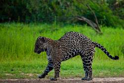 Land of the Jaguar (Exodus)