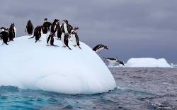 South Georgia and Antarctic Peninsula: Penguin Safari (Exodus)