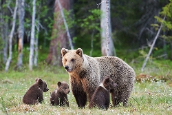 Alaskan Wildlife & Wilderness (Exodus)