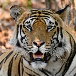 India Tiger Safari (Exodus)