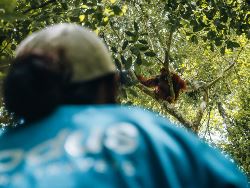 Primates & Dragons of Indonesia (Exodus)