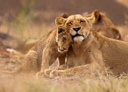 Essential Kruger Safari (Exodus)