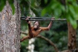 Borneo & the Malaysian Peninsula (Exodus)