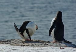 Epic Antarctica: Falklands, South Georgia & Antarctic Circle Crossing via Buenos Aires (Exodus)