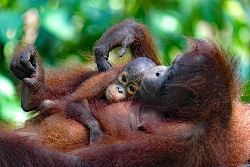Borneo Wildlife Discoverer (Exodus)