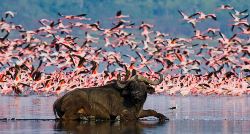 Kenya & Tanzania Adventure (Exodus)