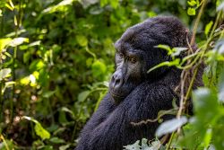 Chimps & Gorillas of Uganda (Exodus)