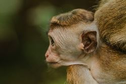 Signature Sri Lanka | The Island of Serendipity (Exodus)