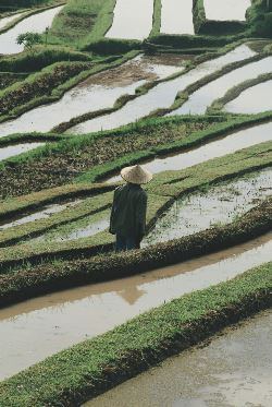 Signature Indonesia | The Sacred Wild Isles (Exodus)