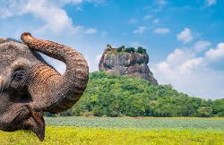 15-daagse familierondreis Sri Lanka (TUI Nederland)