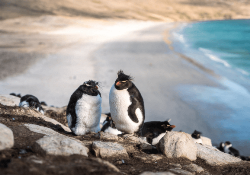 Best of the Southern Ocean (Poseidon)