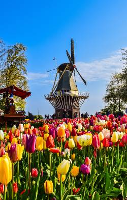 Holland & Belgium Springtime River Cruise (Collette)