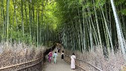 Journey Through the Heart of Japan (Collette)