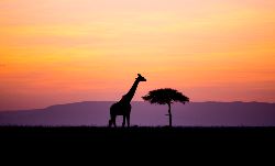 Kenya Adventure (Contiki)