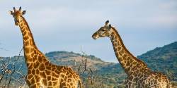 Kenya Overland: Safari Drives & National Reserves (G Adventures)