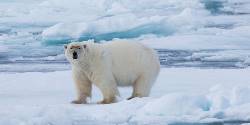 Realm of the Polar Bear in Depth (G Adventures)