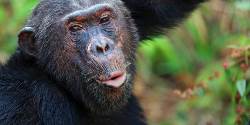 Tanzania: Chimp Trekking & Serengeti Safari (G Adventures)