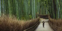 Solo-ish Japan (G Adventures)