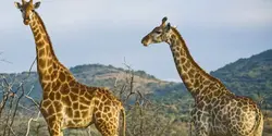 Wildlife of Kenya & Tanzania: Nakuru to Serengeti (G Adventures)