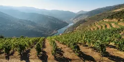 Signature: Portugal's Porto, Douro Valley, & Lisbon (G Adventures)