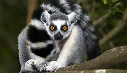 Groepsreis Madagascar Kort; Indri en ringstaartlemuur (Shoestring)