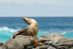 Picture:Galapagos Voyager: Central Islands (Grand Queen Beatriz)