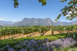 Cape Town & Winelands (Intrepid)