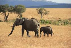 Kenya and Tanzania Family Safari (Intrepid)
