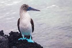 Picture:Galapagos Discovery
