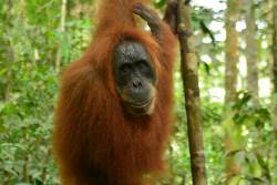 Sumatra Adventure (Intrepid)