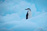 Antarctic Peninsula: An Explorer's Expedition (Intrepid)