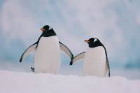 Ultimate Antarctica: Falklands, South Georgia & the Antarctic Circle (Intrepid)