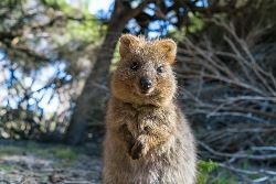 Best of Perth, Margaret River & Rottnest Island (Intrepid)