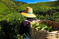 Malaysia Highlights (Intrepid)