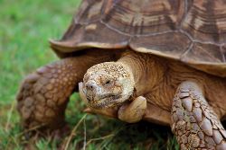 Best of Galapagos (Intrepid)