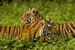 Classic Rajasthan (Intrepid)