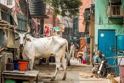 Delhi to Kathmandu (Intrepid)