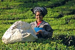 Southern India (Intrepid)