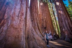 Best of California's National Parks (Intrepid)