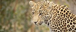 Cape Town & Kruger Explore South Africa (Lion World Travel)