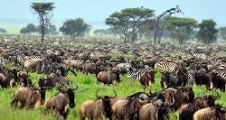 Picture:Kenya Wildlife Week