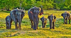 Sri Lanka Highlights & Wildlife (On The Go Tours)