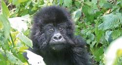 Gorilla Trek & Kenya Safari (On The Go Tours)