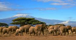 Kenya Wildlife Wonders (On The Go Tours)